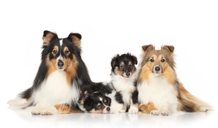 10 Essential Feeding Guidelines for Raising Healthy Puppies: A Complete Guide