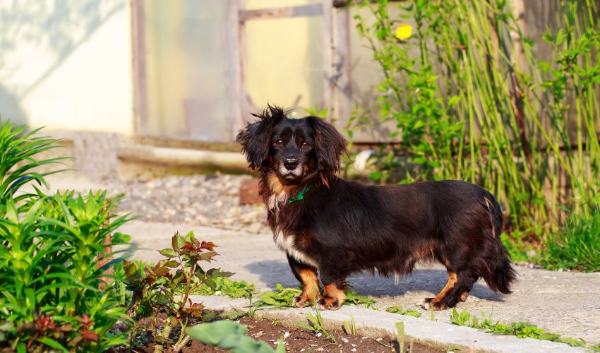 Top 10 Essential Tips for Raising an Anglo Français de Petite Vénerie Puppy: A Comprehensive Guide